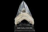 Fossil Megalodon Tooth - With Pyrite #108841-1